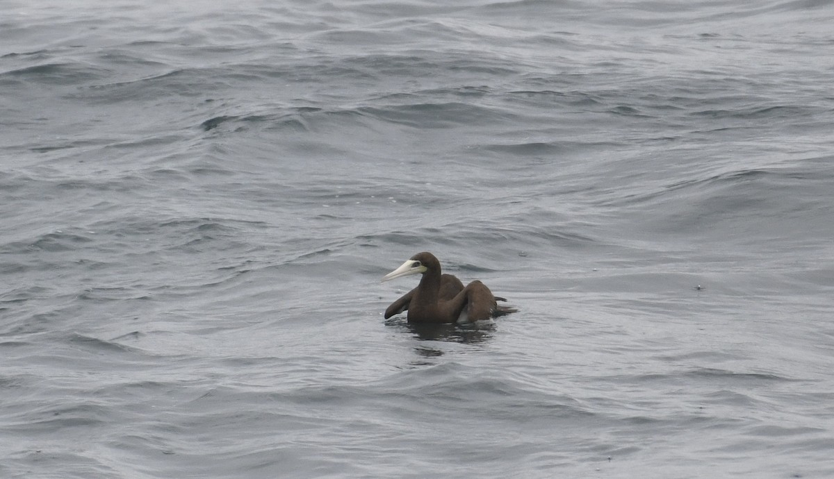 Brown Booby - ML142764431