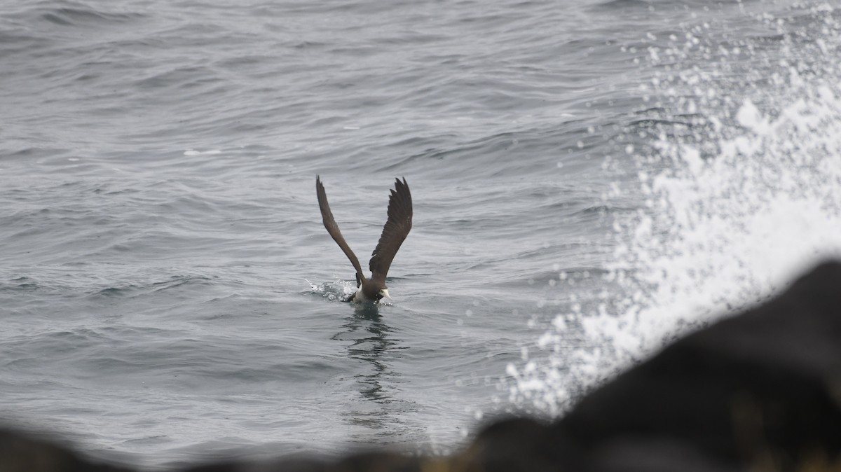 Brown Booby - ML142764461