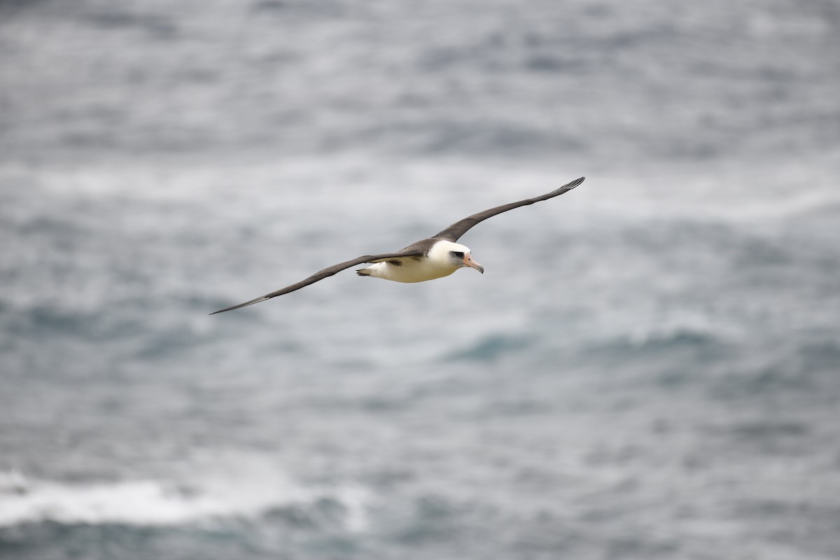 Laysan Albatross - ML142764981