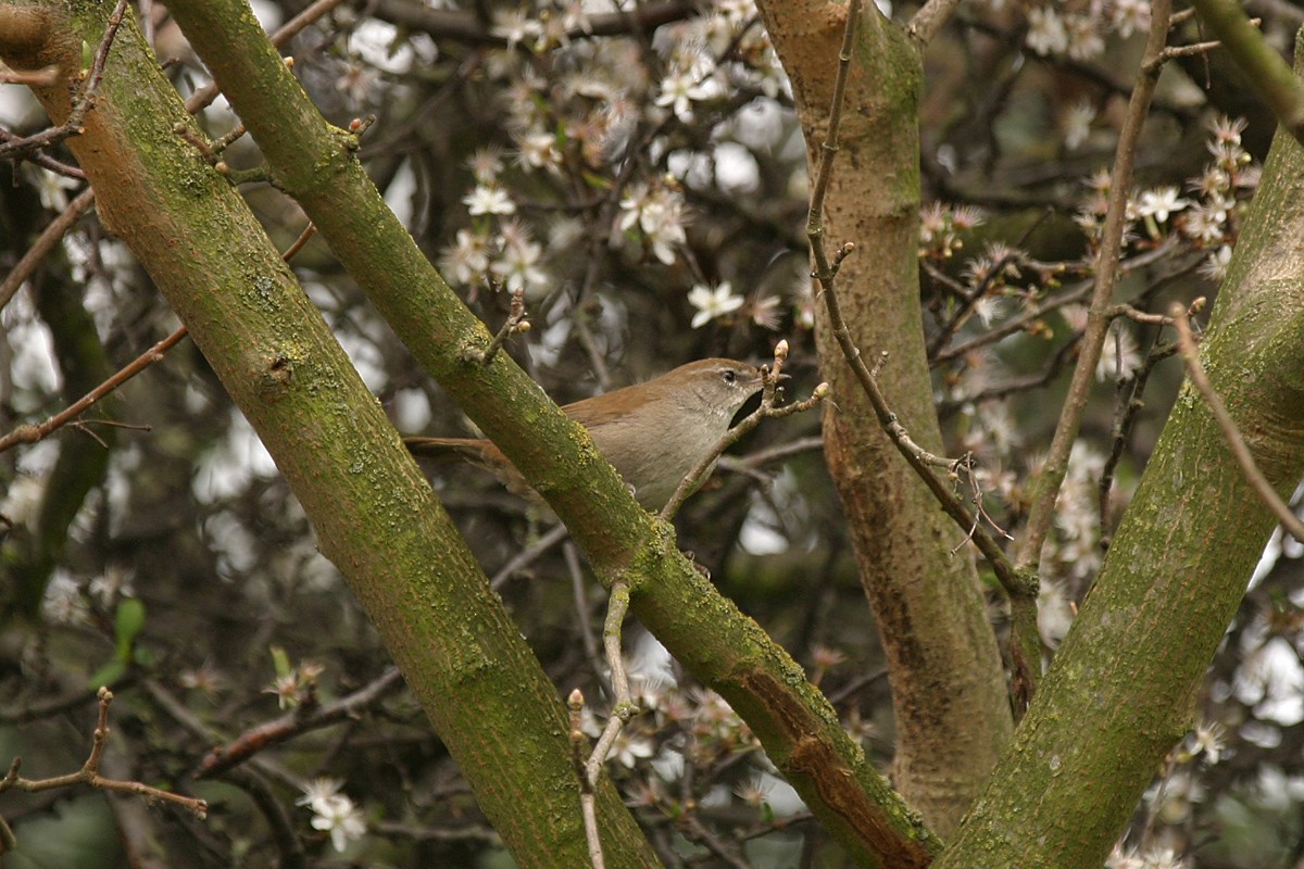 Cetti's Warbler - Keith CC Mitchell