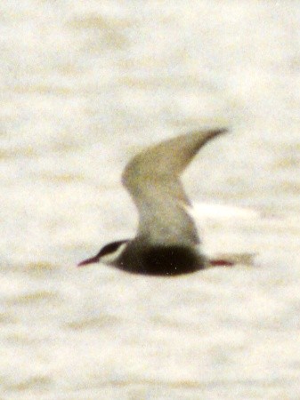 Whiskered Tern - Keith CC Mitchell