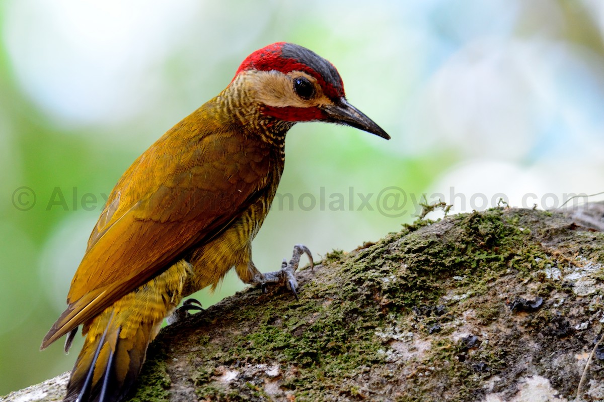 Golden-olive Woodpecker - Alex Molina