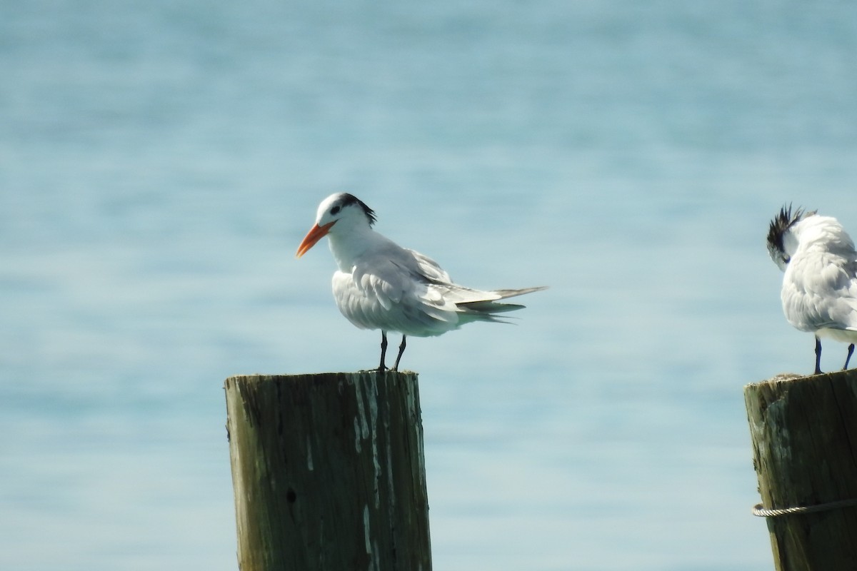 Royal Tern - Alan Green