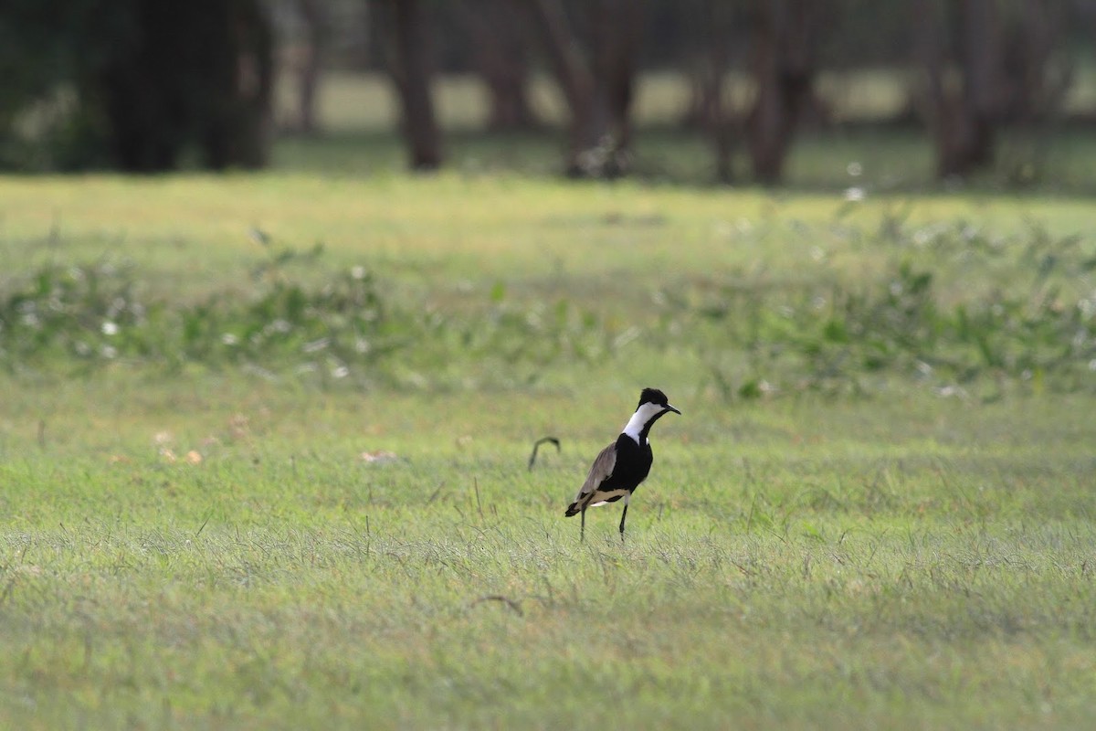 Spur-winged Lapwing - ML142783311