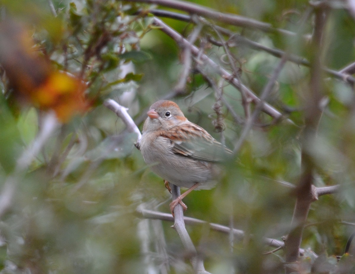 Field Sparrow - Cynthia Elder