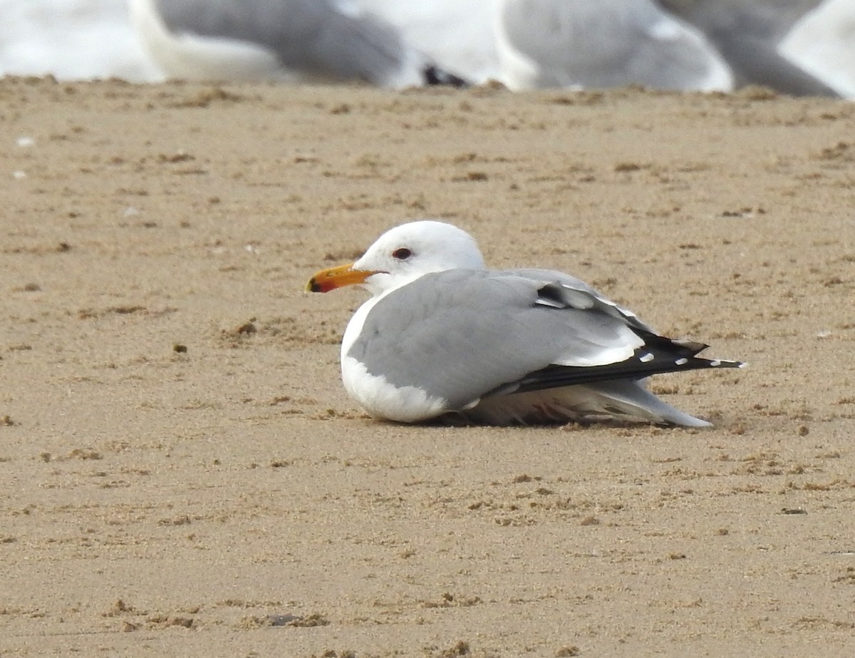 California Gull - Beach Watch