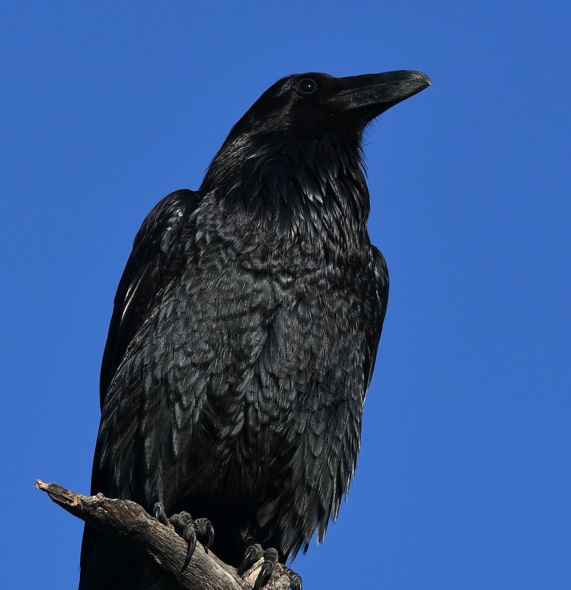 Common Raven - ML142787001