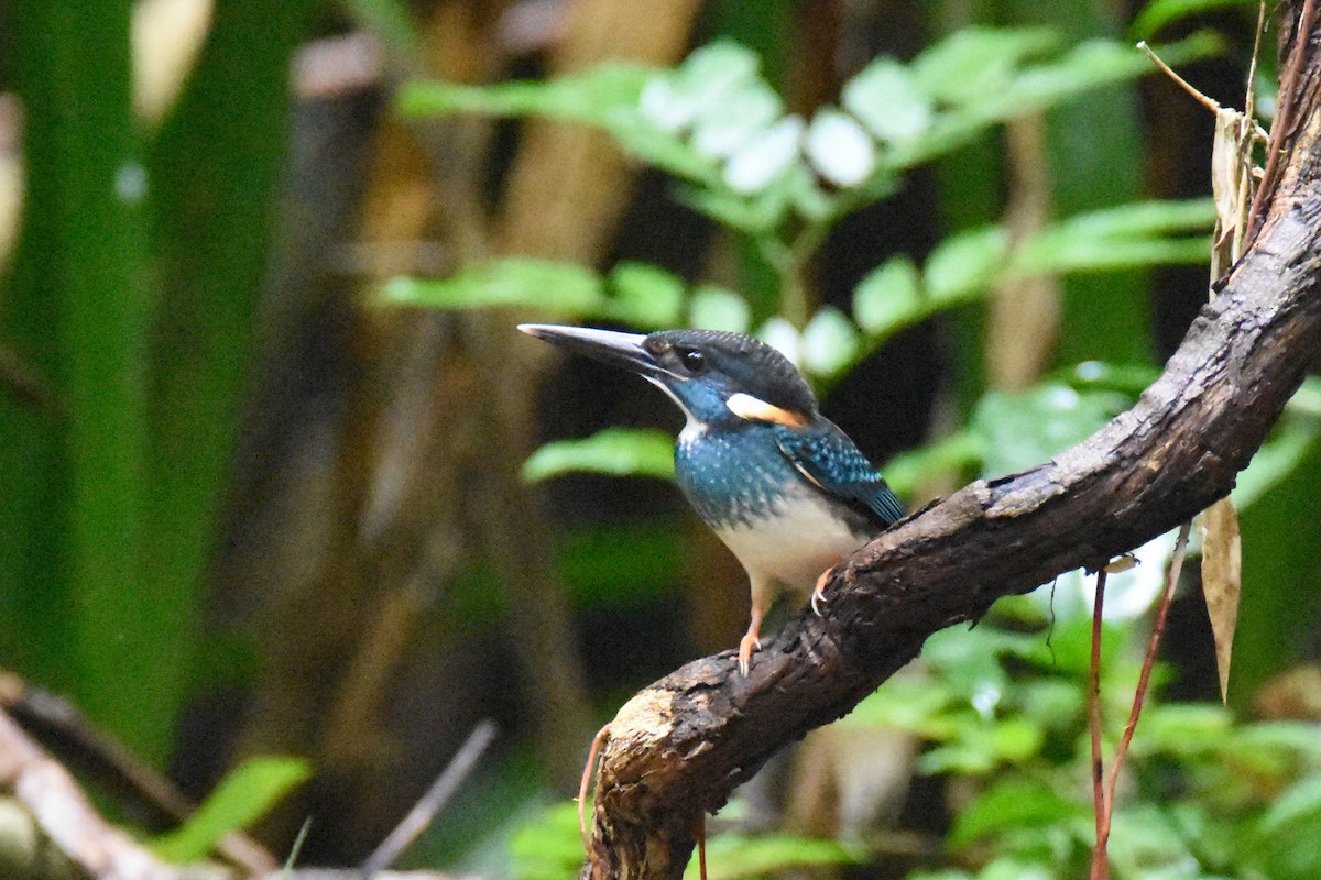 Malaysian Blue-banded Kingfisher - Luke Berg