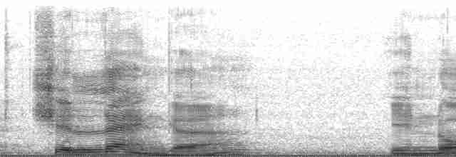 Great Reed Warbler - ML14279