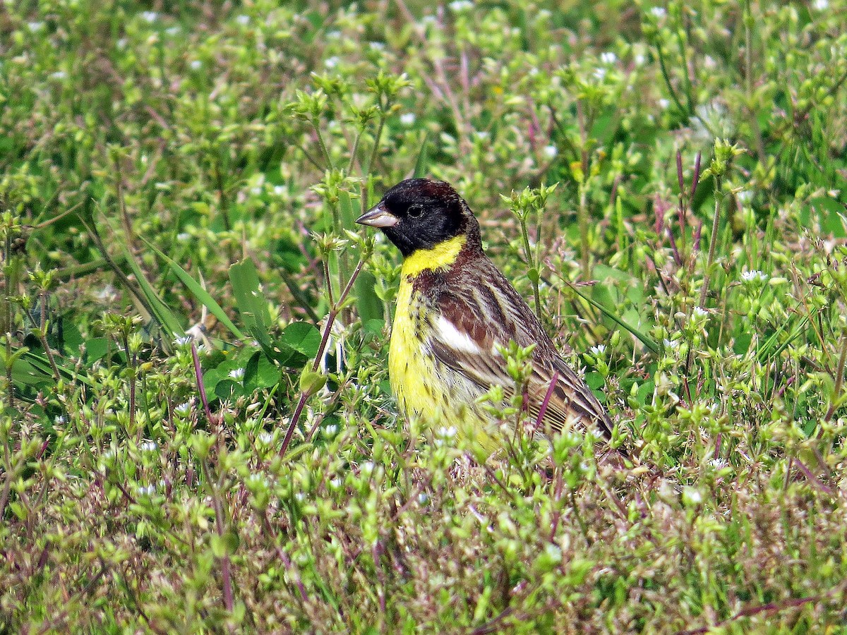 Yellow-breasted Bunting - Brian Daniels