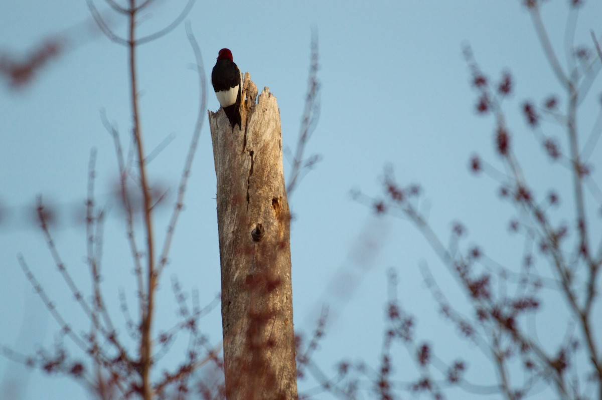 Red-headed Woodpecker - ML142791691