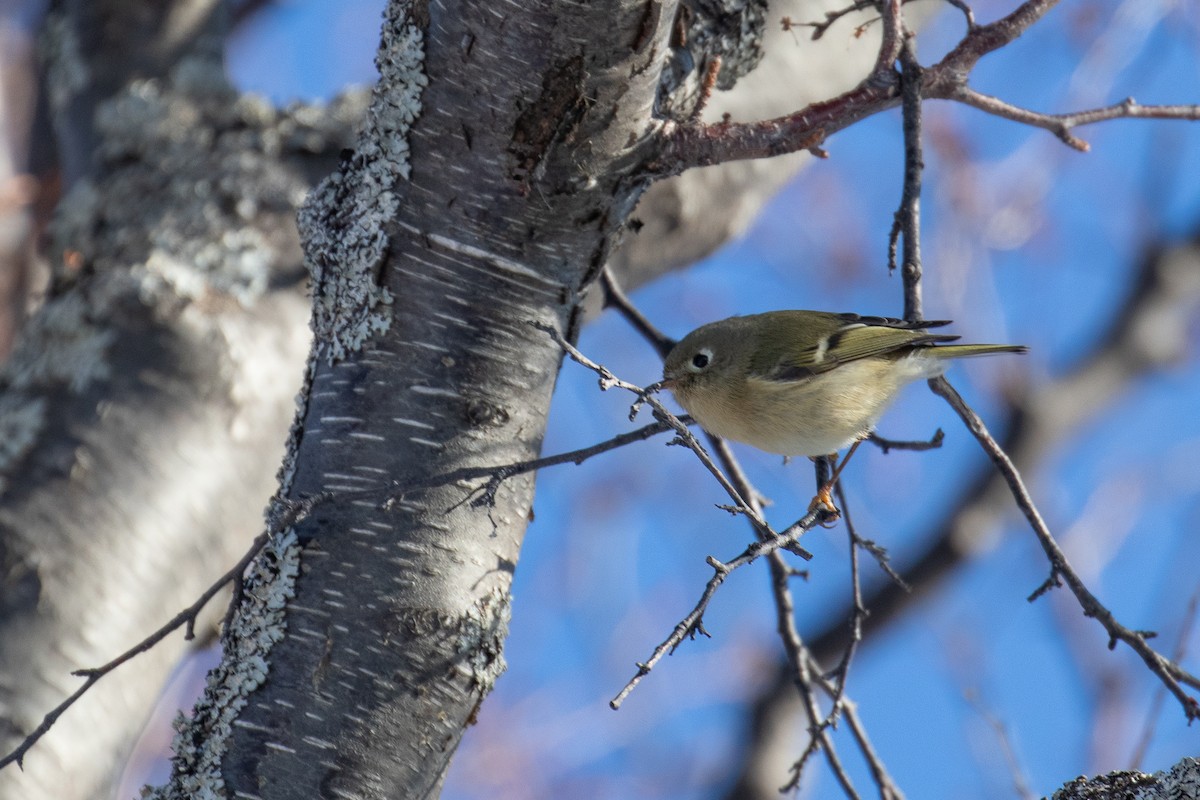 Ruby-crowned Kinglet - Sulli Gibson