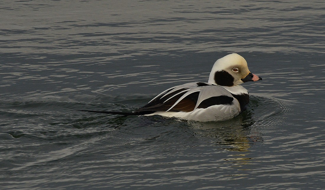 Long-tailed Duck - Frederick Atwood