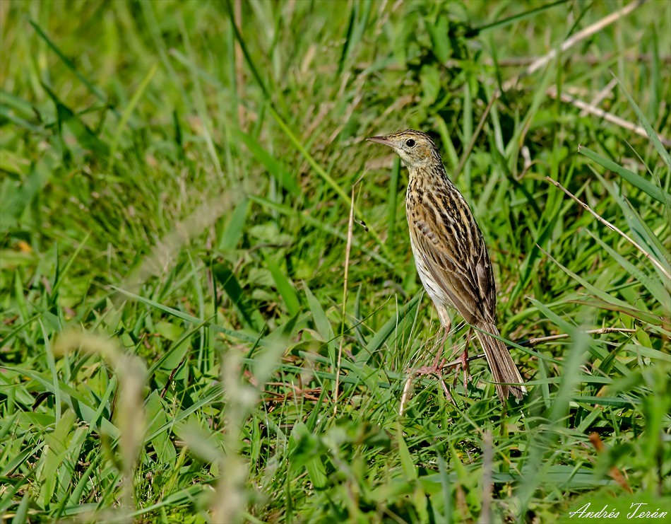 Ochre-breasted Pipit - ML142801521