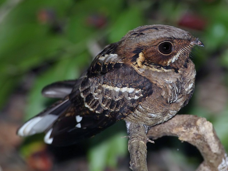 Jerdon's Nightjar - eBird