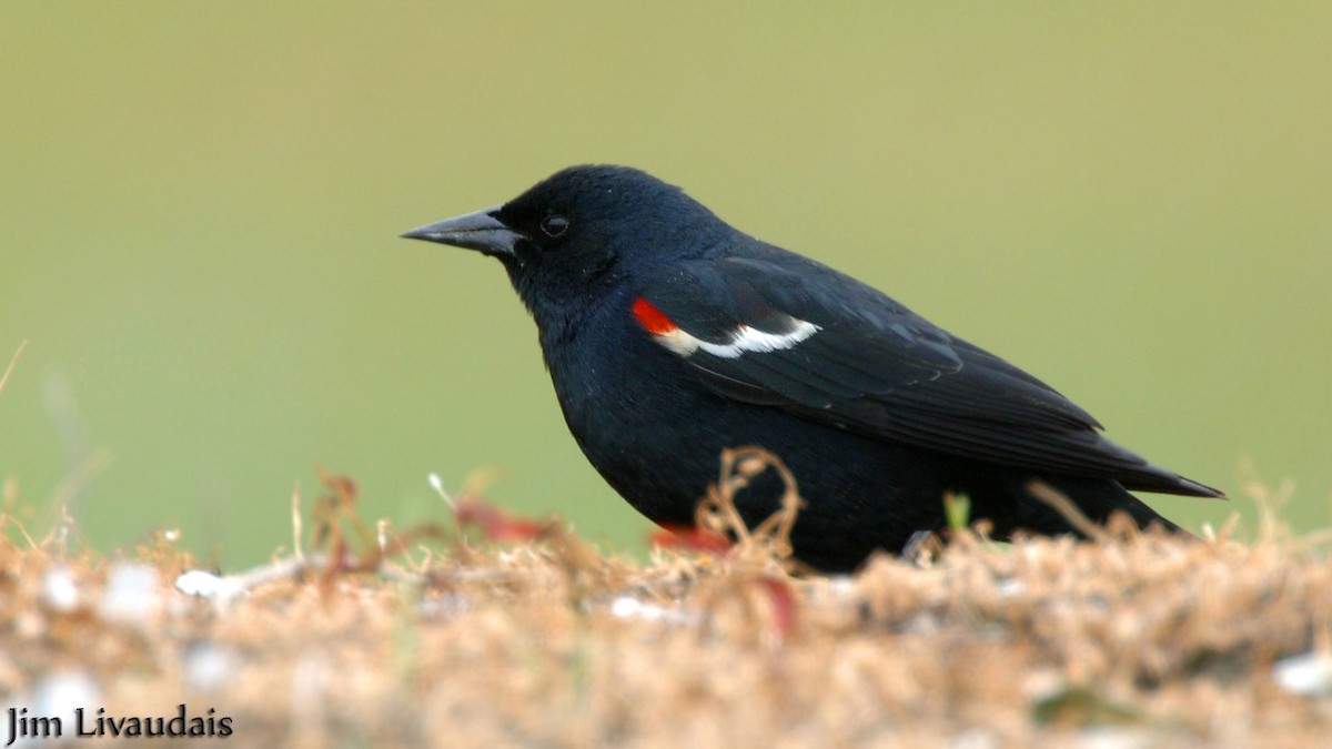 Tricolored Blackbird - James Livaudais