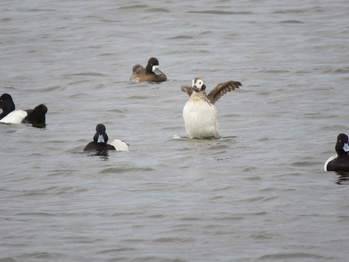 Long-tailed Duck - ML142802851