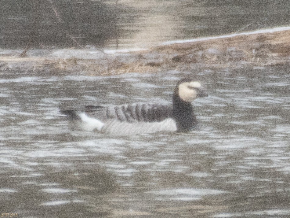 Barnacle Goose - T I