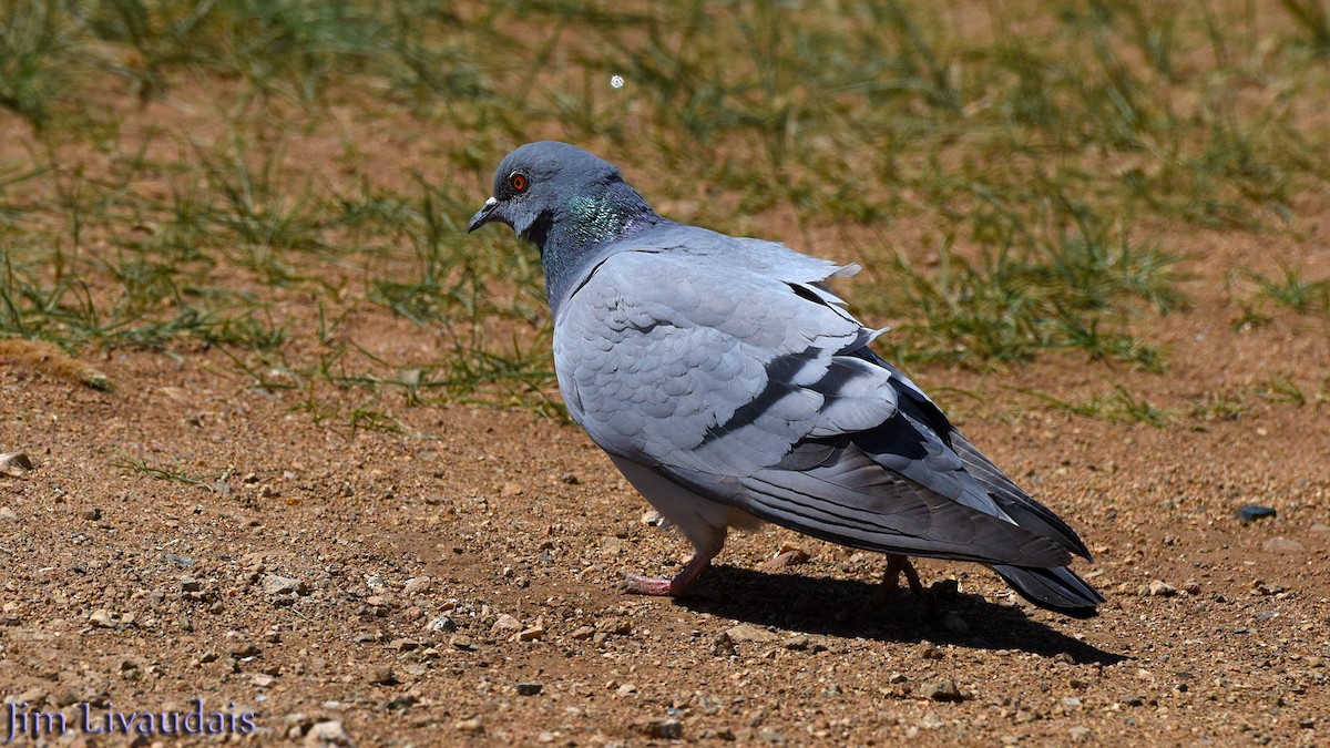 Pigeon des rochers - ML142805601