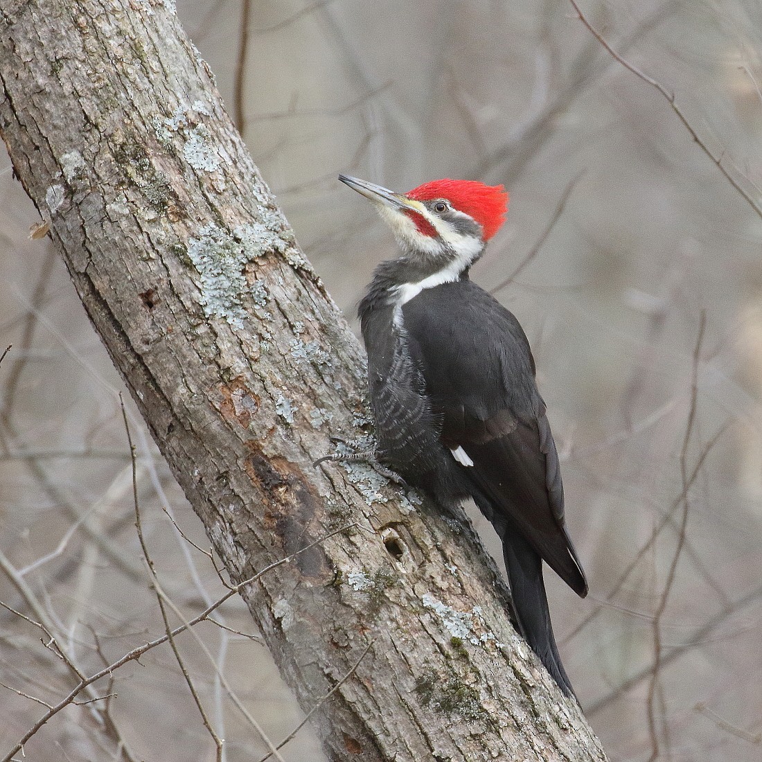 Pileated Woodpecker - Allen Woodliffe