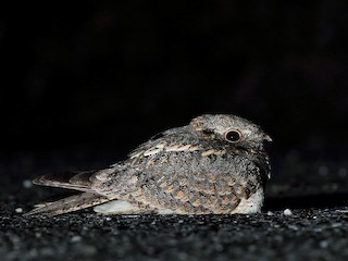  - Savanna Nightjar