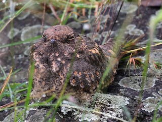  - Savanna Nightjar