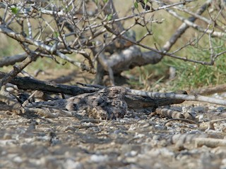  - Savanna Nightjar