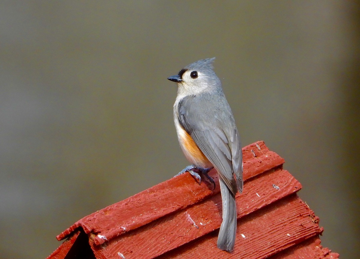Tufted Titmouse - James R. Hill, III