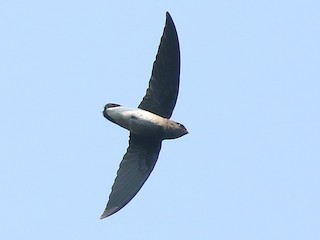  - White-rumped Spinetail