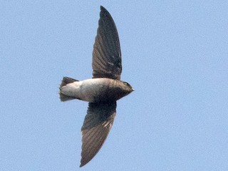  - White-rumped Spinetail