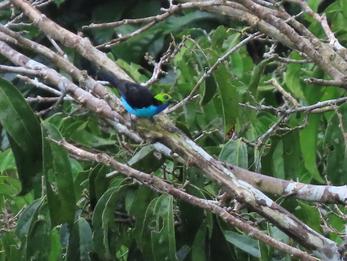 Paradise Tanager - ML142817461