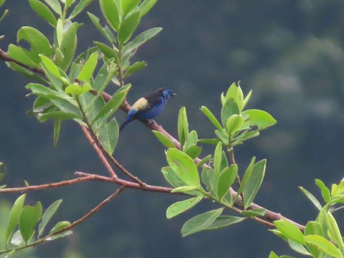 Opal-rumped Tanager - ML142817891