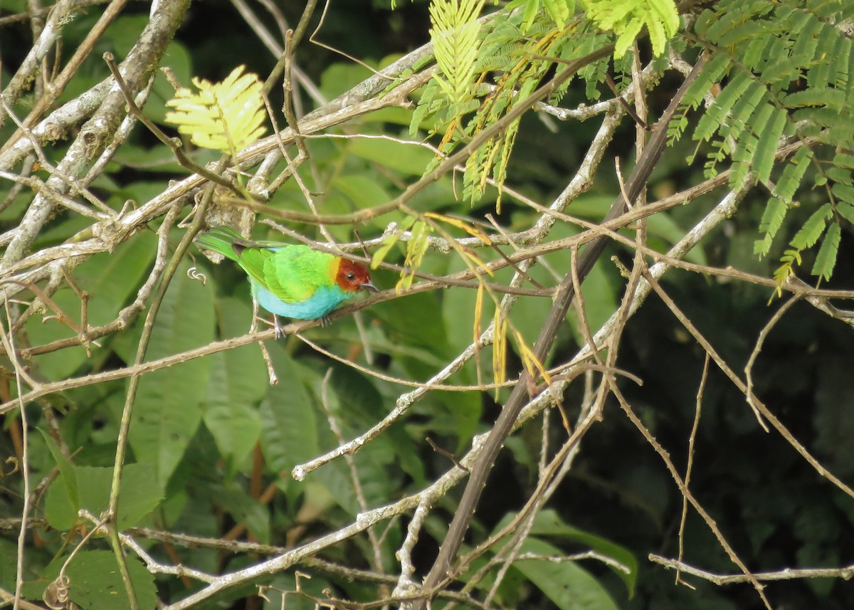 Bay-headed Tanager - ML142822511
