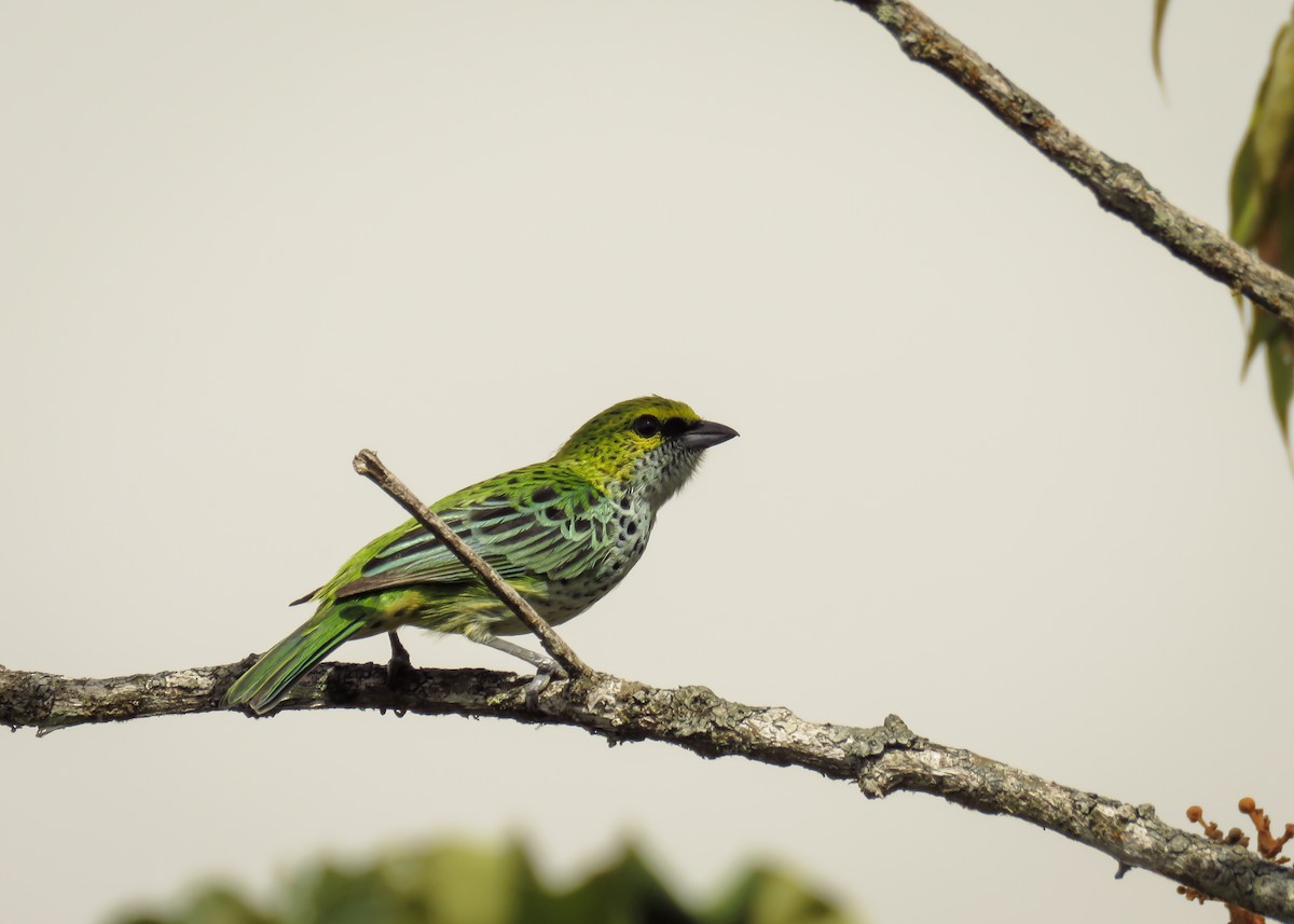 Speckled Tanager - ML142822681