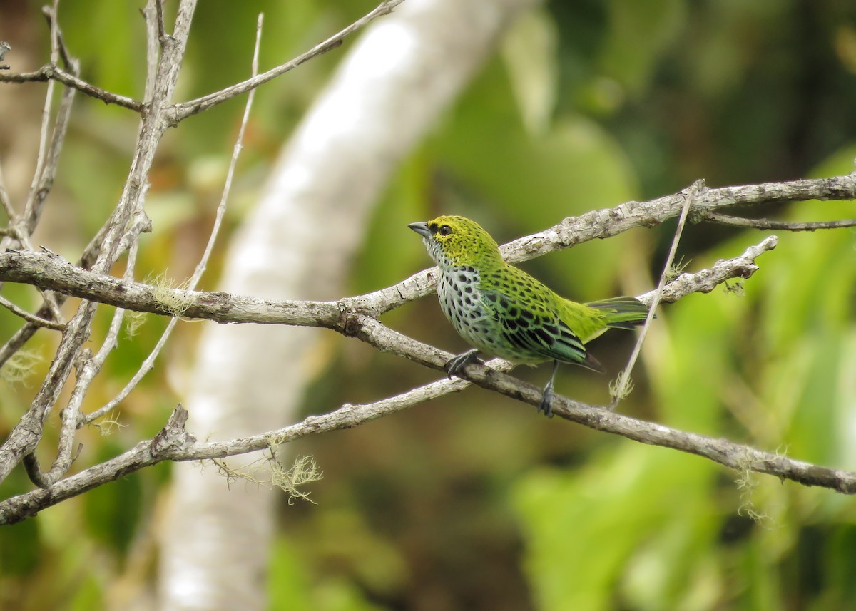 Speckled Tanager - ML142822721