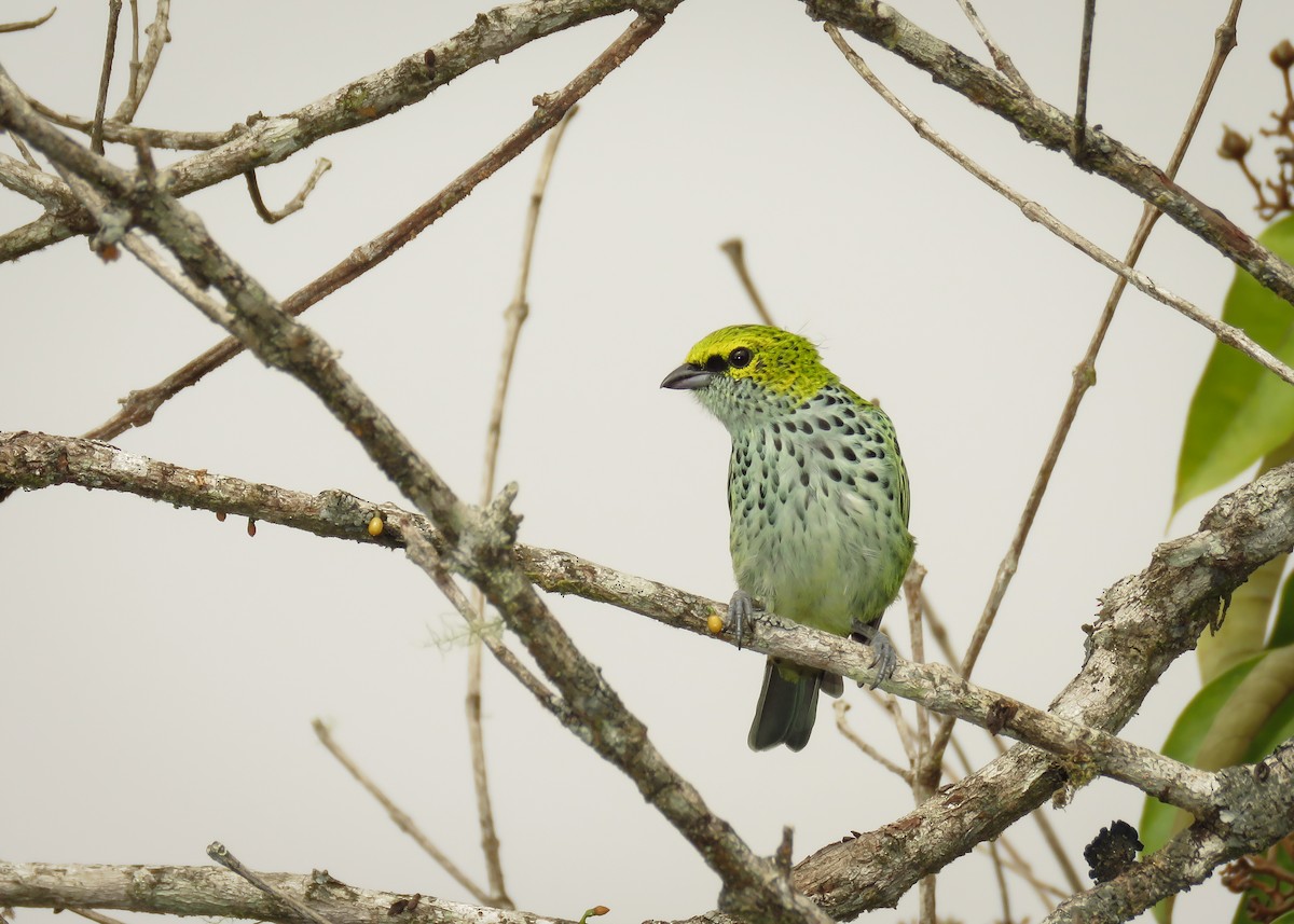 Speckled Tanager - ML142822741