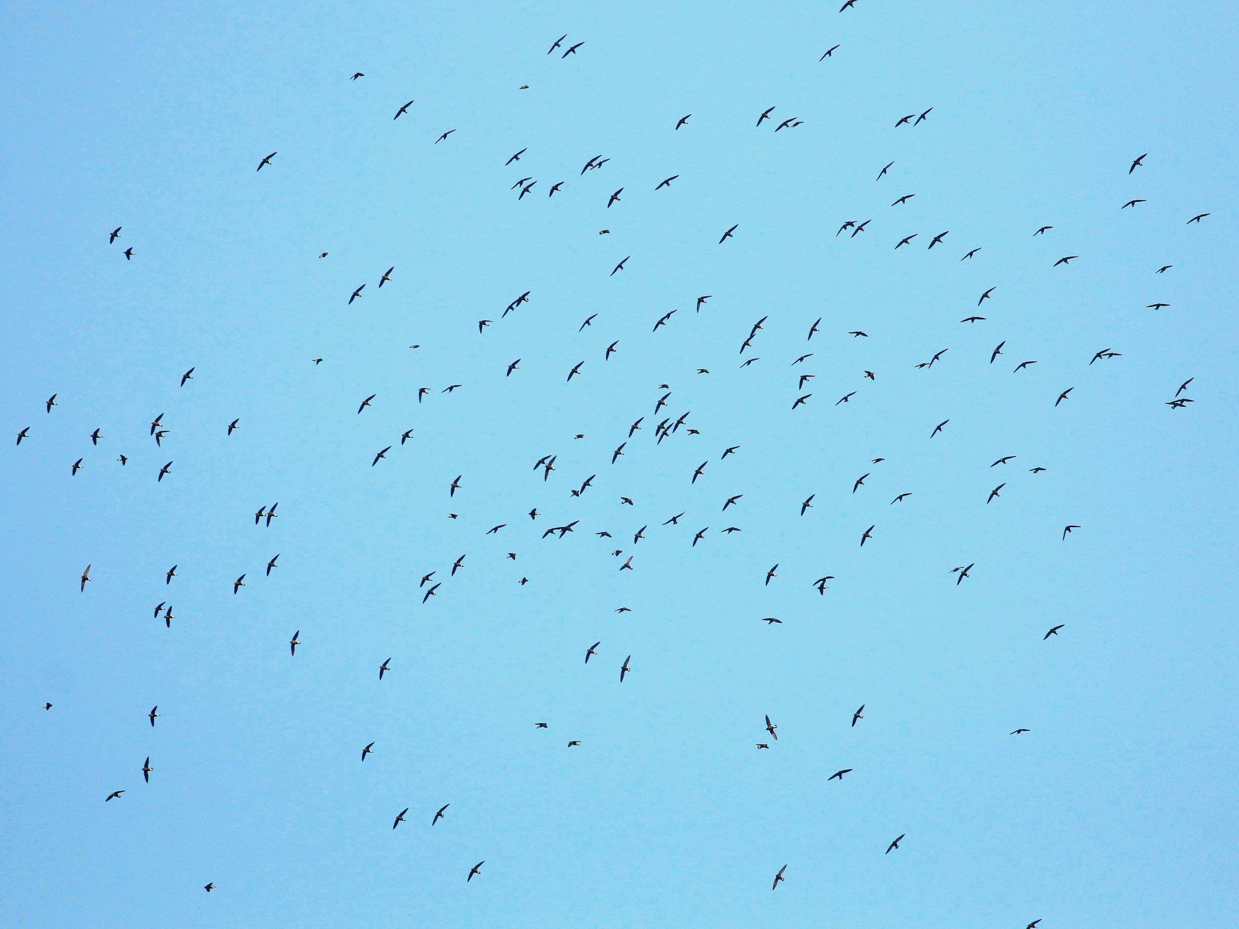 Brown-backed Needletail - eBird