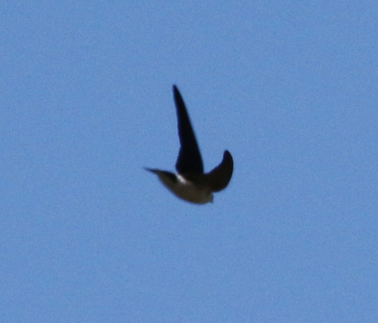 Violet-green Swallow - ML142825201