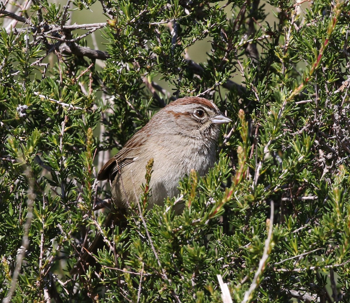 Rufous-crowned Sparrow - ML142825381