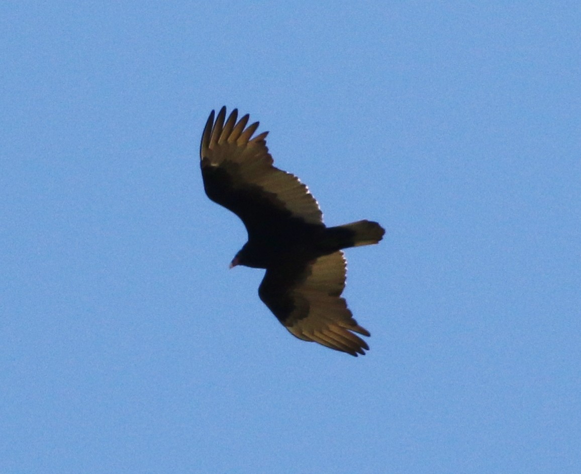 Turkey Vulture - ML142825421