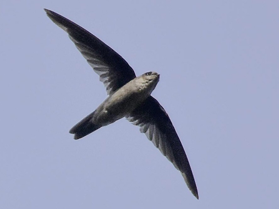 Indian Swiftlet - Aerodramus unicolor - Birds of the World