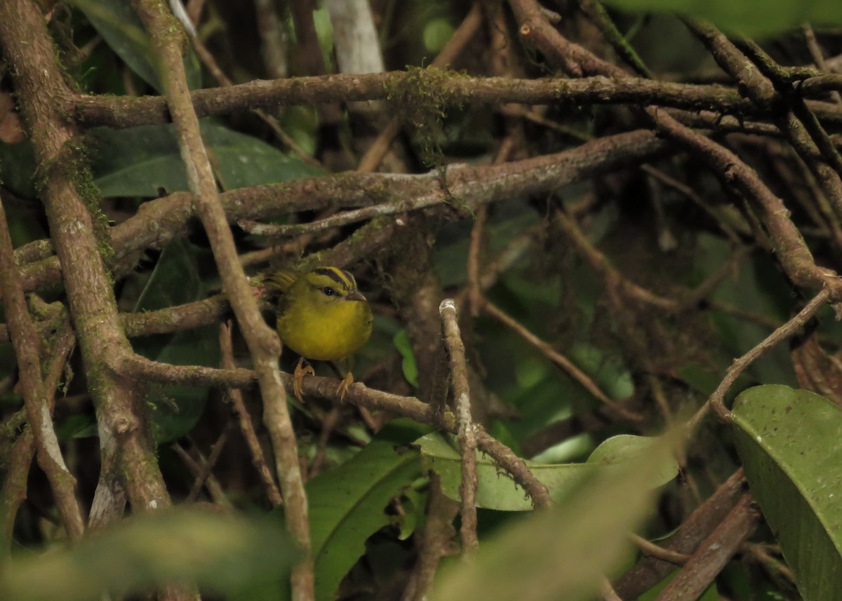 Two-banded Warbler - ML142826101