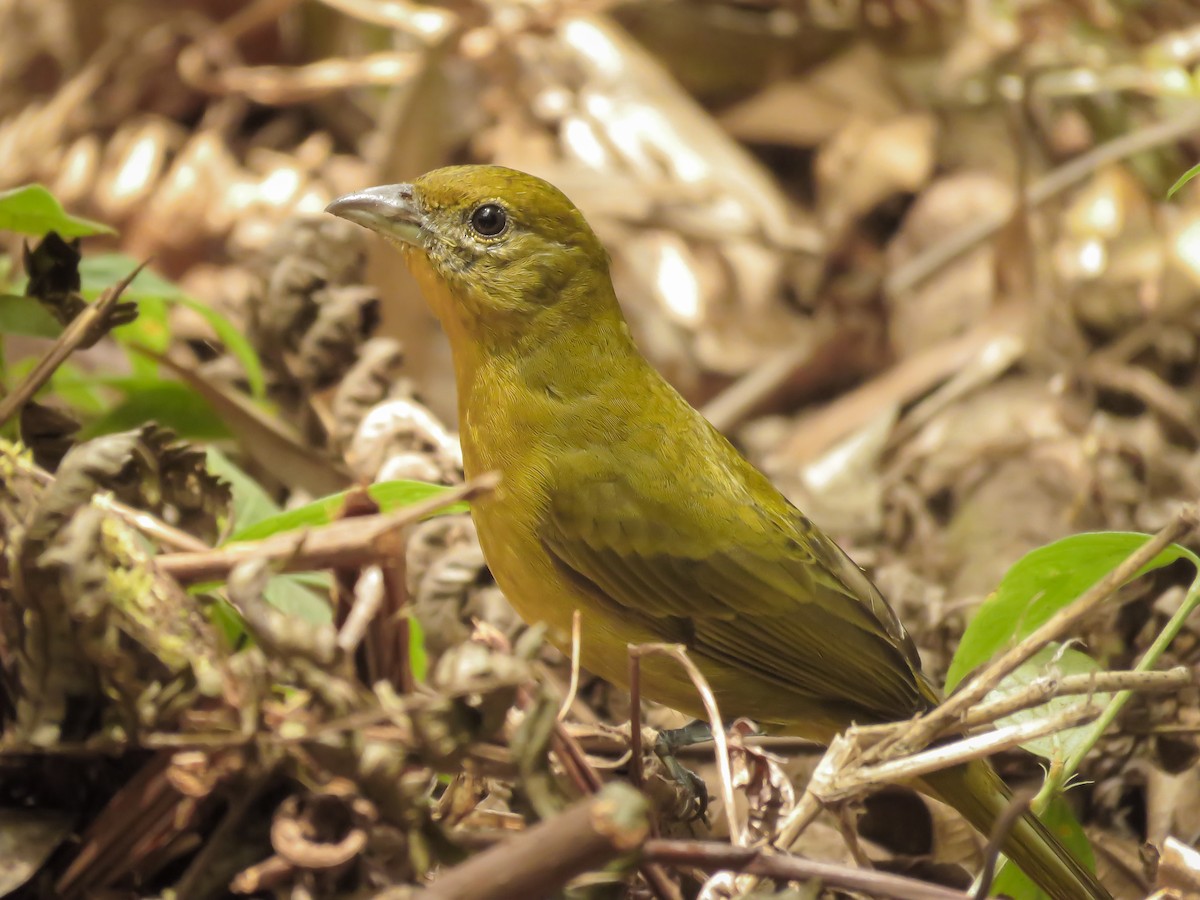 Hepatic Tanager (Highland) - Arthur Gomes