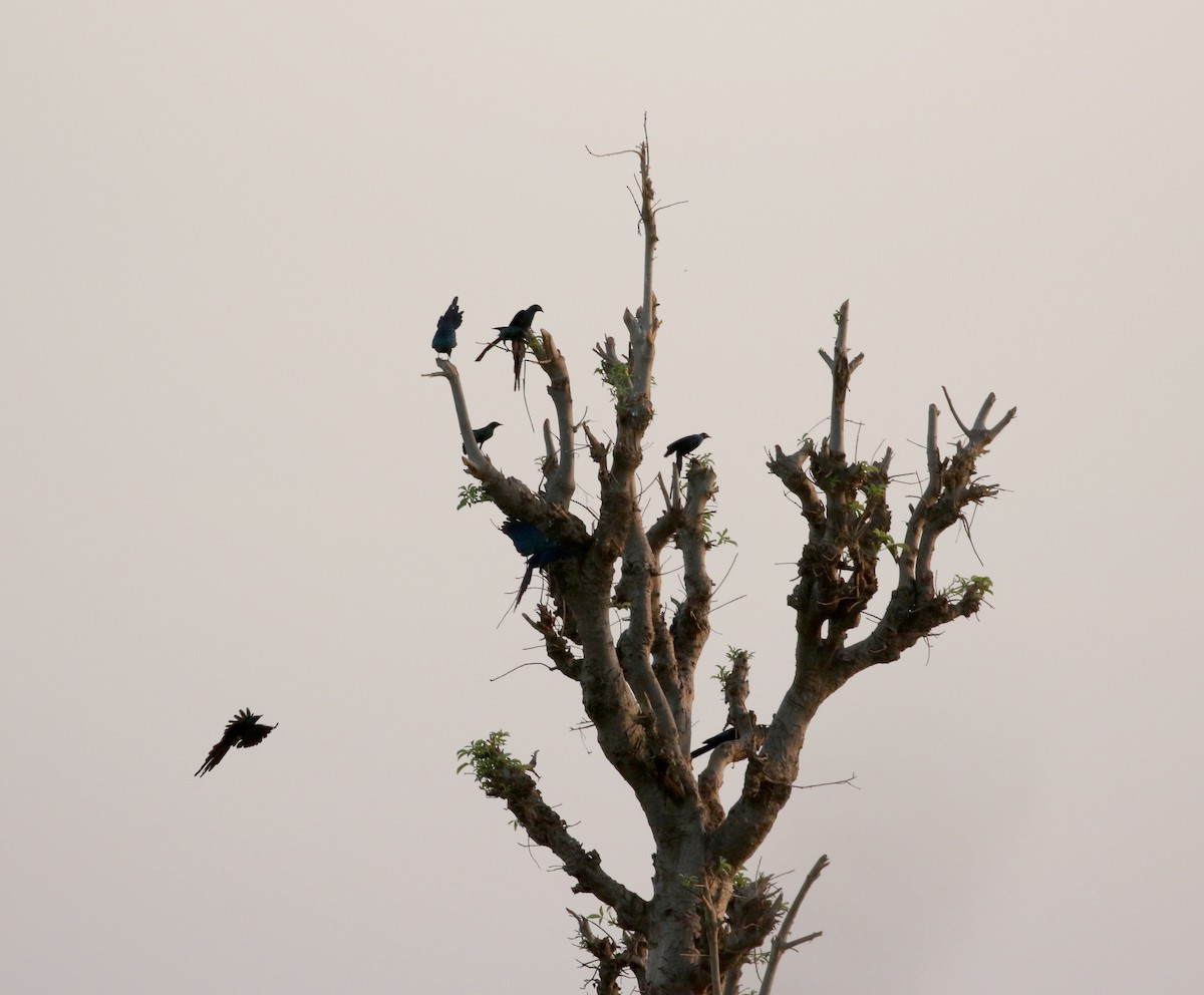 Long-tailed Glossy Starling - ML142827111