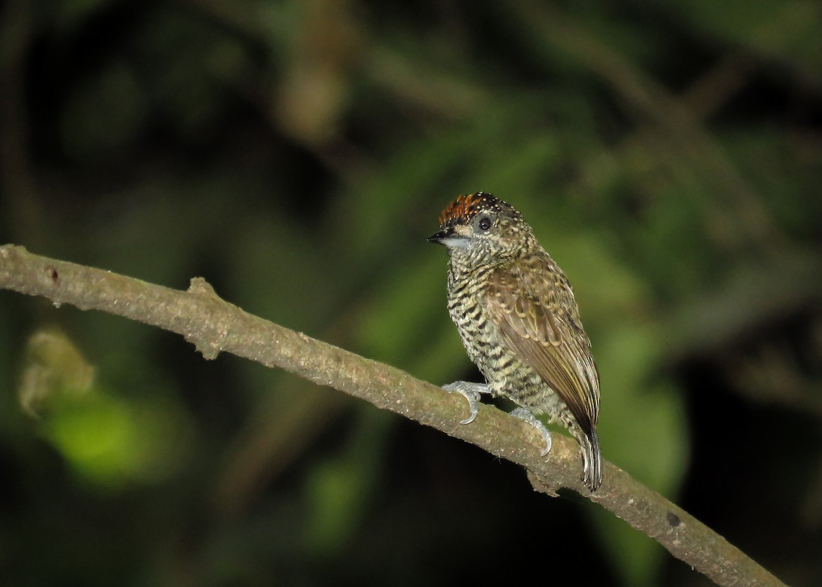 Golden-spangled Piculet (Undulated) - Arthur Gomes
