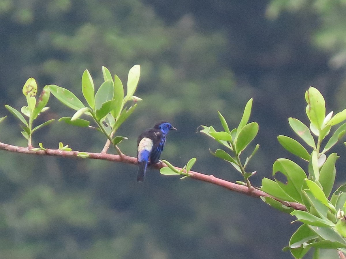 Opal-rumped Tanager - ML142828341