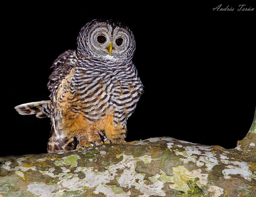 Chaco Owl - Andrés  Terán
