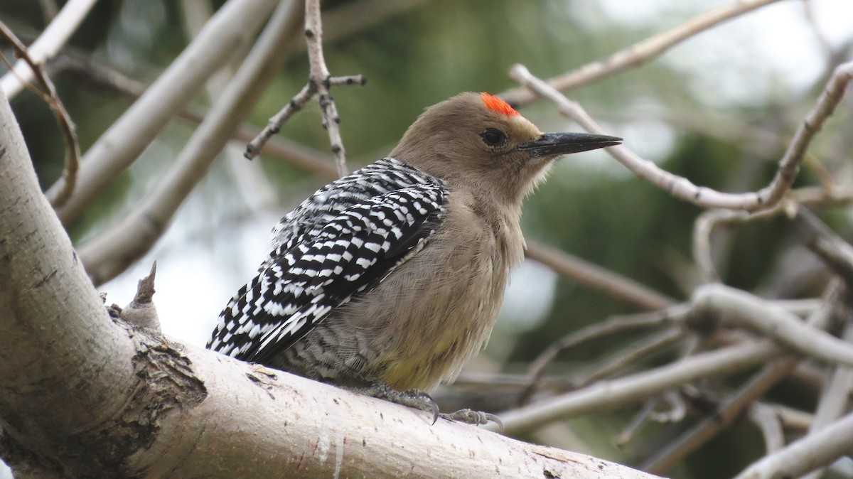 Gila Woodpecker - ML142831591