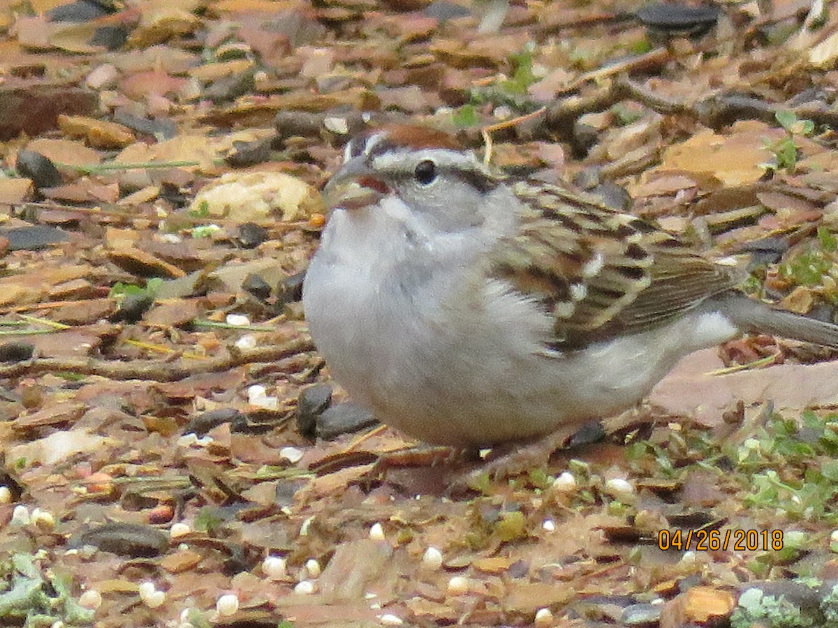 Chipping Sparrow - ML142832361