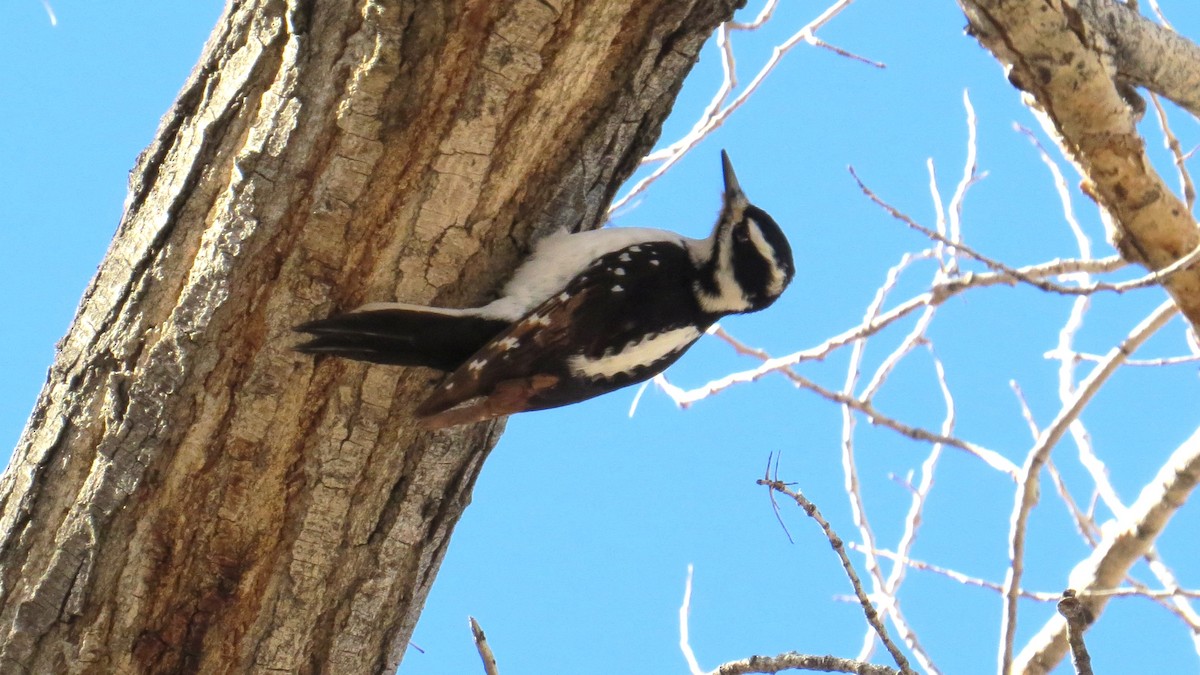 Hairy Woodpecker - Merri R